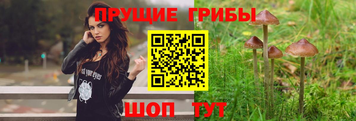 Благовещенск  Галлюциногенные грибы Psilocybine cubensis  Вход с VPN 